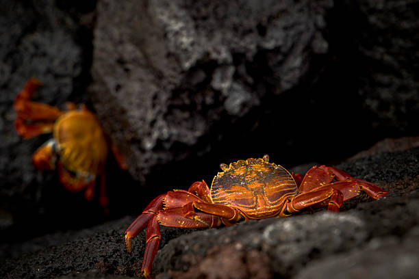 Sally Lightfoot Crab on rock, Santa Cruz Island, Galapagos
