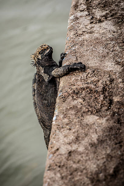 Marine iguana (Amblyrhynchus cristatus) on rock above sea,, Galapagos