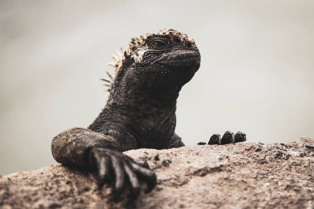 Close-up of a Galápagos Land Iguana (Conolophus subcristatus), Looking into the Camera. North Seymour Island, Galapagos
