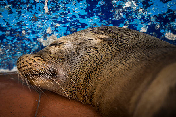 Sea Lion (Zalophus wollebaeki) sleeping on pier, Santa Cruz, Galapagos