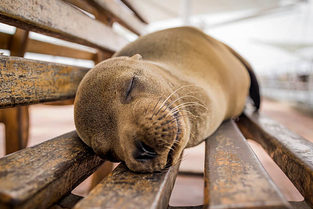 Galapagos sea lion basks on the shore of the ocean