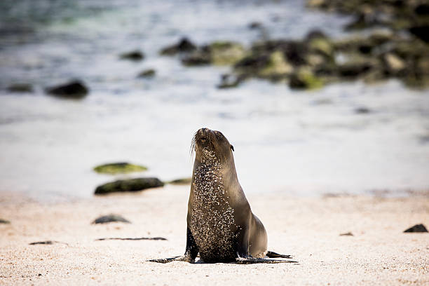Sea lion (Zalophus wollebaeki) on beach, San Cristobal/Chatham Island, Galapagos