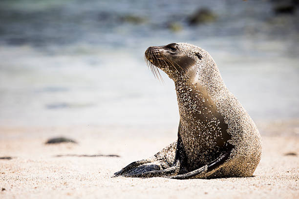 Galapagos sea lion (Zalophus wollebaeki) on beach of San Cristobal island with exploration cruise ship, Galapagos national park, Ecuador.