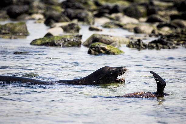 Sea lions (Zalophus wollebaeki) swim in ocean, San Cristobal/Chatham Island, Galapagos