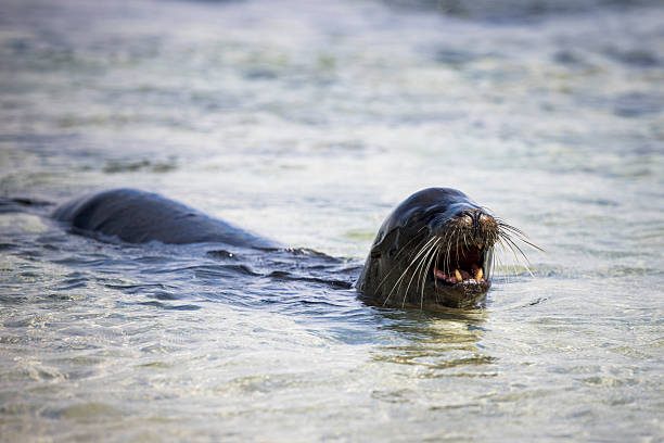 Sea lion (Zalophus wollebaeki) swims in ocean, San Cristobal/Chatham Island, Galapagos