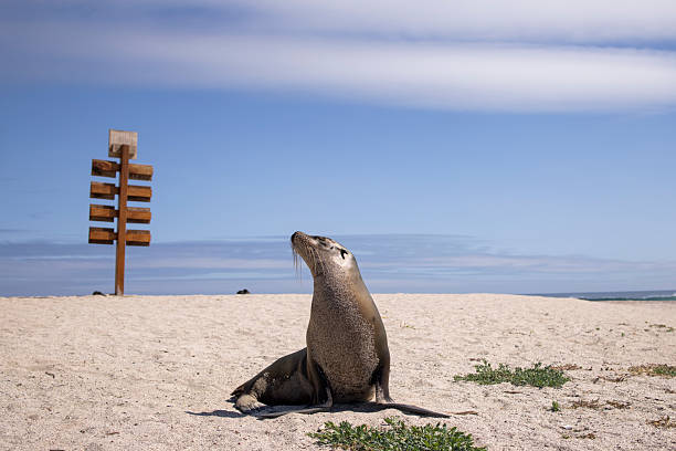 Sea lion (Zalophus wollebaeki) on beach, San Cristobal/Chatham Island, Galapagos