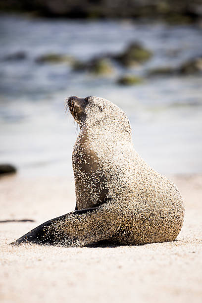 Sea lion (Zalophus wollebaeki) on beach, San Cristobal/Chatham Island, Galapagos