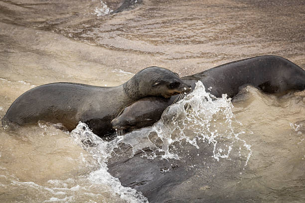 Sea lions (Zalophus wollebaeki) swim in ocean, San Cristobal/Chatham Island, Galapagos