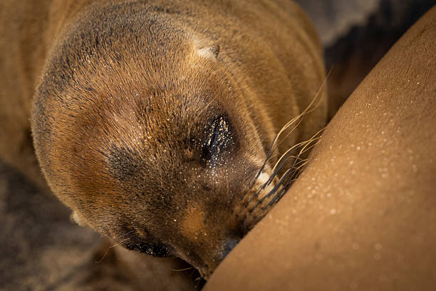 Baby sea lion (Zalophus wollebaeki) suckles mother, San Cristobal/Chatham Island, Galapagos
