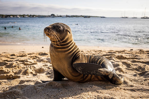 Sea lion (Zalophus wollebaeki) on beach, San Cristobal/Chatham Island, Galapagos