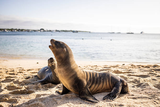 Sea lion (Zalophus wollebaeki) on beach, San Cristobal/Chatham Island, Galapagos