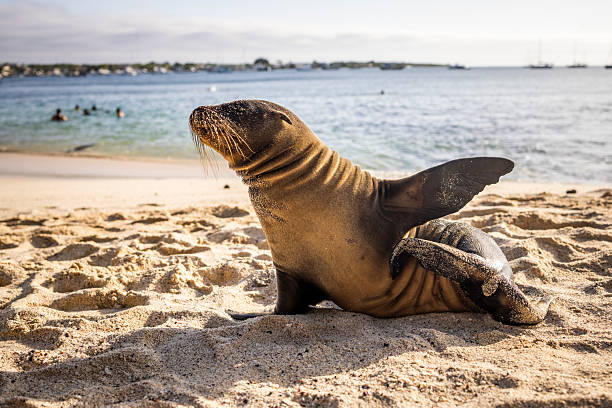 Sea lion (Zalophus wollebaeki) on beach, San Cristobal/Chatham Island, Galapagos