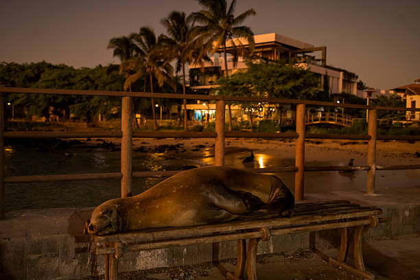 Sea Lion (Zalophus wollebaeki) sleeping on bench at pier, Puerto Baquerizo Moreno, San Cristobal Island, Galapagos