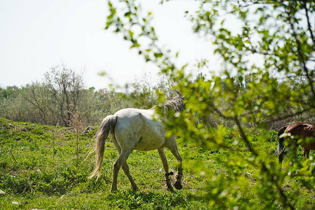 Horses graze in a clearing, behind trees. Daylight saving time.