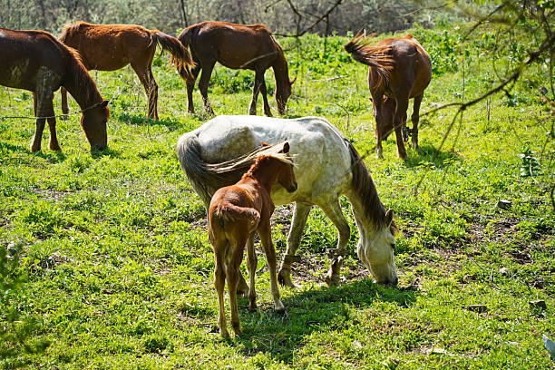 Horses graze in a clearing, behind trees. Daylight saving time.