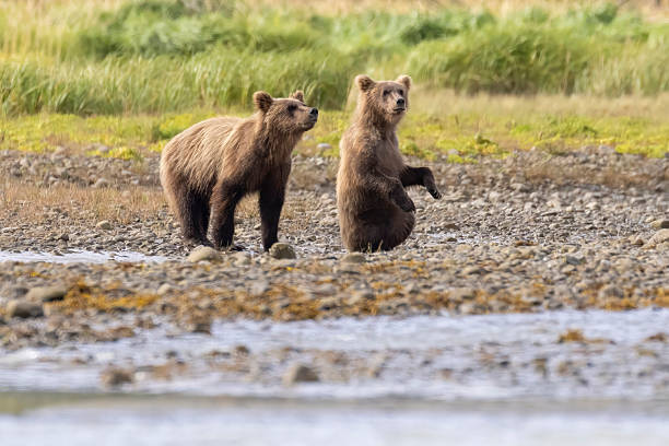 A Brown Bear mother (sow) in seen in this photo with her two cubs.  One cub is seeking shelter from the rain under the belly of the mother, while the other is slightly out of focus in the background.  The bears are near a lake in Katmai National Park in Alaska.