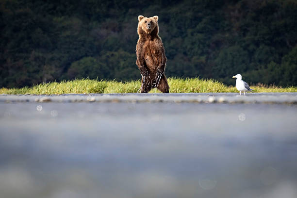Coastal brown bears fishing for salmon in Hallo Bay in Katmai National Park in Alaska.