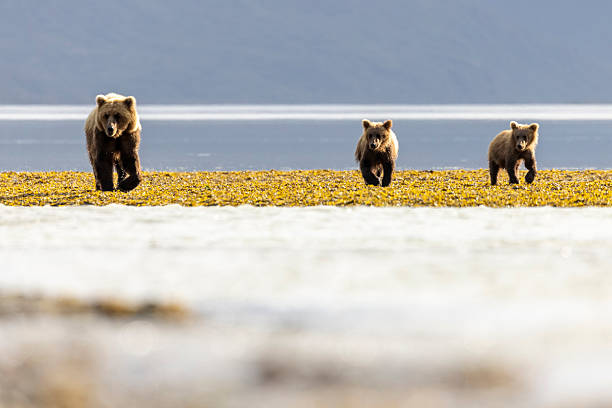 A pair of coastal brown bear cubs fishing with their mother in Katmai National Park, Alaska.