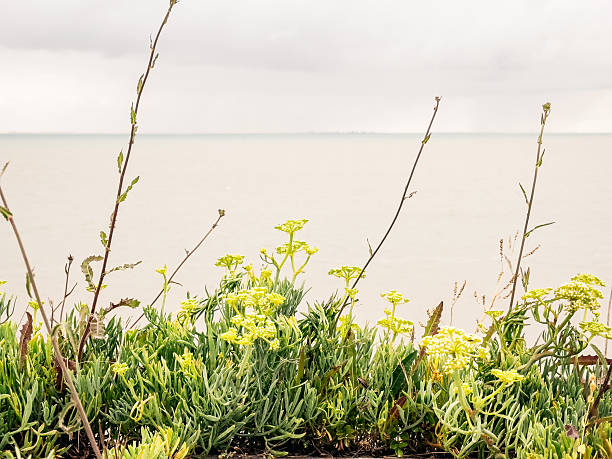 Low coastal plants and yellow wildflowers growing beside a calm, pale sea under an overcast sky, creating a tranquil shoreline scene with soft light and natural textures.