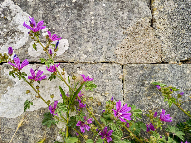 Blooming purple Wisteria flowers growing on block wall with blooming flowers in foreground