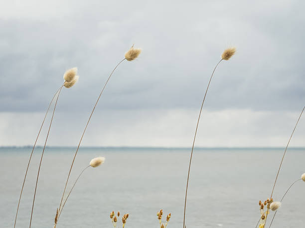 Slender wild grass stems with soft seed heads rising against a calm sea and overcast sky, creating a minimalist coastal scene with gentle movement and expansive copy space.