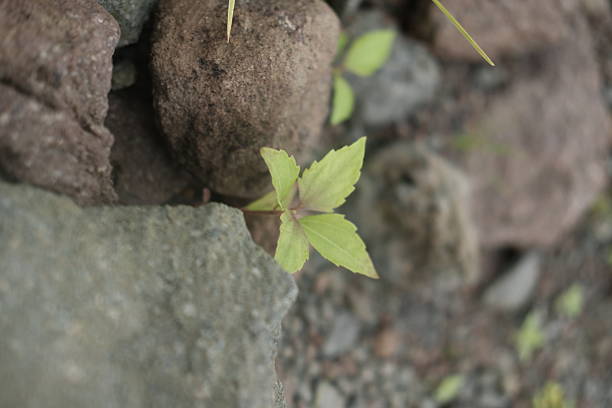 young green plant sprouting from rocky soil, captured in soft natural light with a shallow depth of field. The fresh leaves stand out against the rough ground, symbolizing growth, renewal, and resilience in nature. Ideal for concepts of new beginnings, sustainability, hope, and environmental balance.