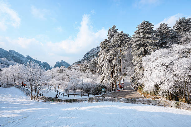 natural view of Yellow Mountain after heavy snow in January 2026