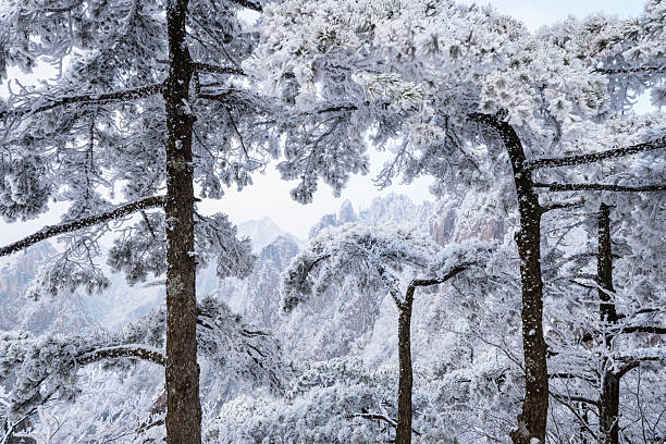 natural view of Yellow Mountain after heavy snow in January 2026