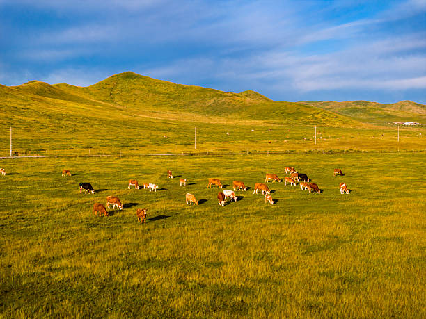 A herd of cattle was grazing on the prairie， Cows are grazing on the grassland