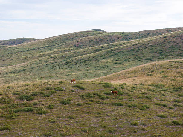 A herd of cattle was grazing on the prairie， Cows are grazing on the grassland