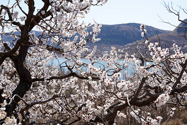 In spring, the apricot blossoms by the river bloom