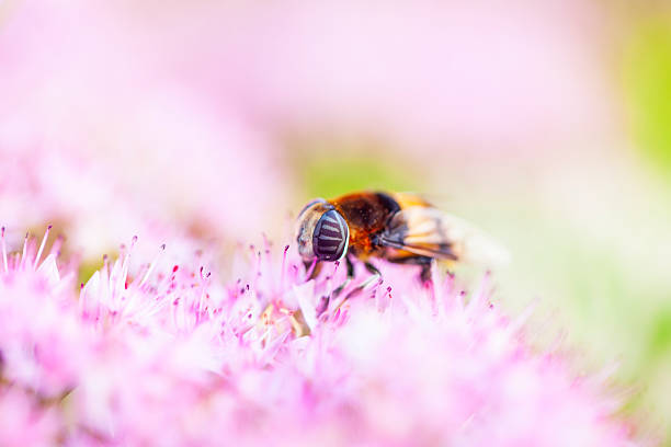 Syrphid flies, A hoverfly on a flower, A close-up
