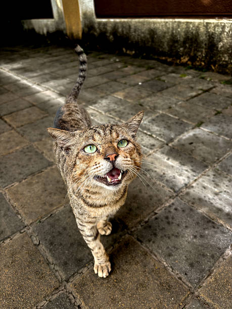 A gorgeous Tabby cat with beautiful green eyes