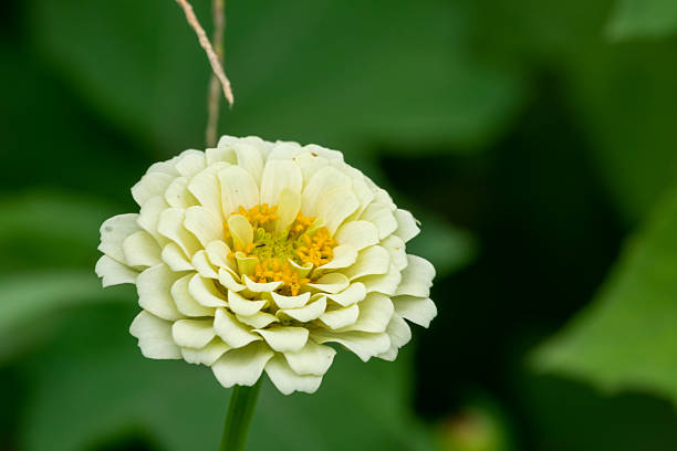 spring white beautiful flower with pistils and petals of cherry tree in blossom on green background macro close up