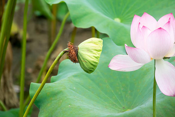 Lotus Flower,Lotus leaf,China,Asia.