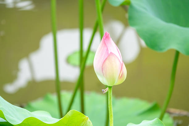 Lotus Flower,Lotus leaf,China,Asia.