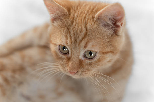 Little red-haired kitten on a white sweater.
