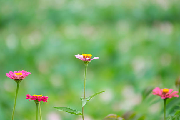 Wild flower,China,Asia.Spring.
