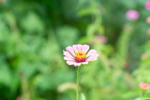Wild flower,China,Asia.Spring.