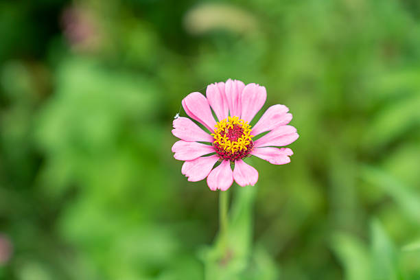 Wild flower,China,Asia.Spring.