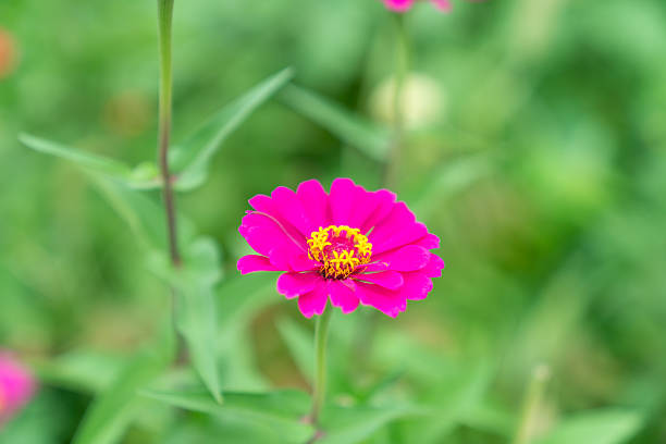 Wild flower,China,Asia.Spring.