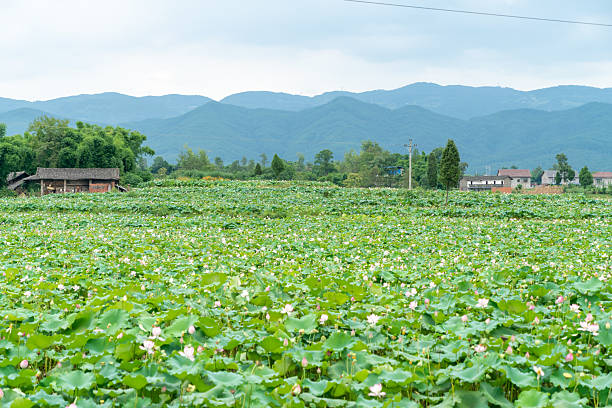 Lotus Flower,Lotus leaf,China,Asia.