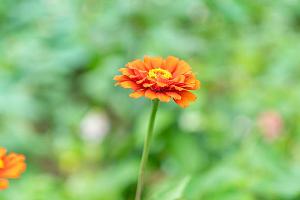 Wild flower,China,Asia.Spring.