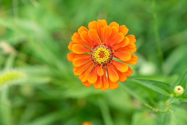 Wild flower,China,Asia.Spring.