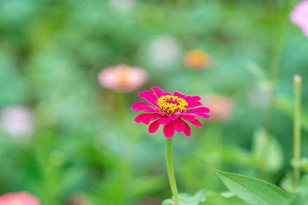 Wild flower,China,Asia.Spring.