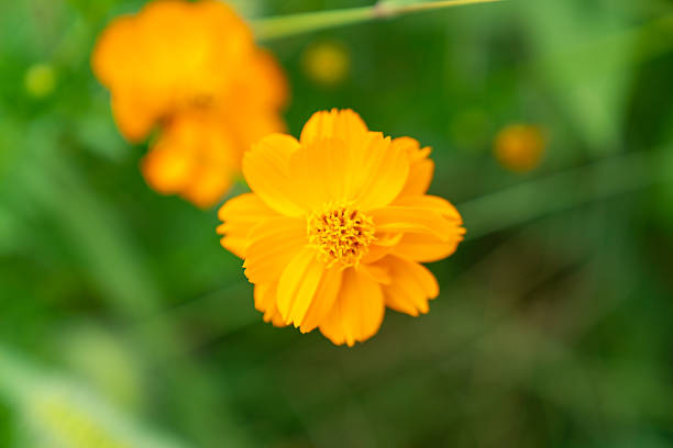 Wild flower,China,Asia.Spring.