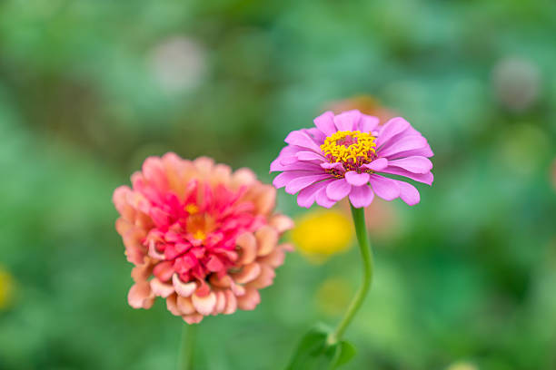 Wild flower,China,Asia.Spring.