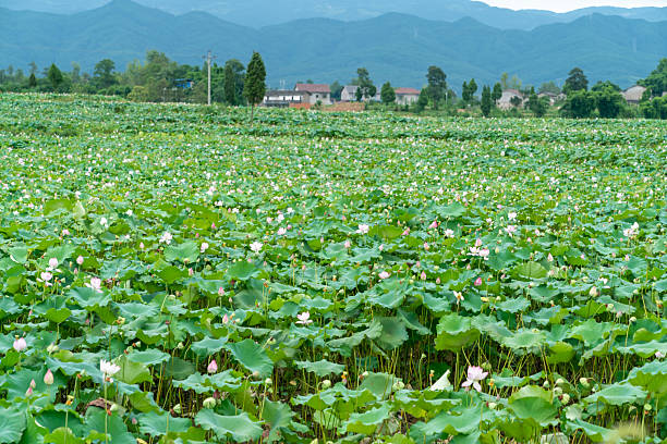 Lotus Flower,Lotus leaf,China,Asia.