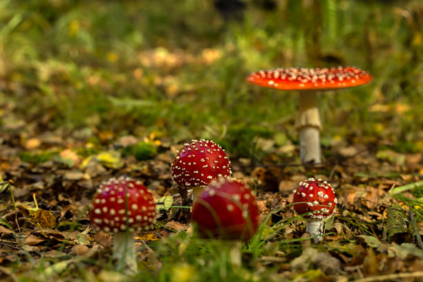 Amanita muscaria, commonly known as the fly agaric or fly amanita, is a basidiomycete fungus of the genus Amanita. It is a distinctive, large white-gilled mushroom with a  bright red cap covered with white warts. Great Linford Enclosure, New Forest, United Kingdom.