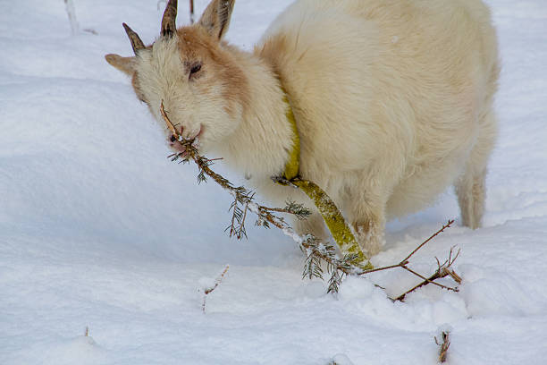 White young goat eating a pine branch in the snow-covered meadow.